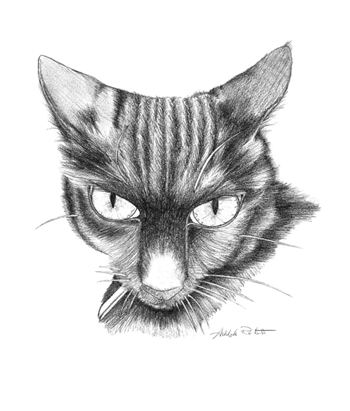 pencil_sketch_cat